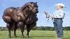 10 Horse Breeds You Will Not Believe Exist