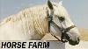American Horse Farm In The Good Old Days Vintage Documentary Ca 1950