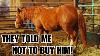 I Bought Him Anyway Untrainable Auction Horse Transformation Goose S Story