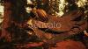 Vintage Leather Horse Saddle On The Dead Tree In Forest At Sunset Motion Graphics Envato Ele